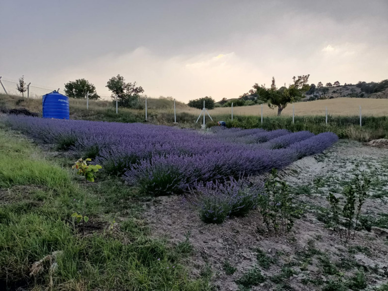 Lavanta Çiçeği 100Gr