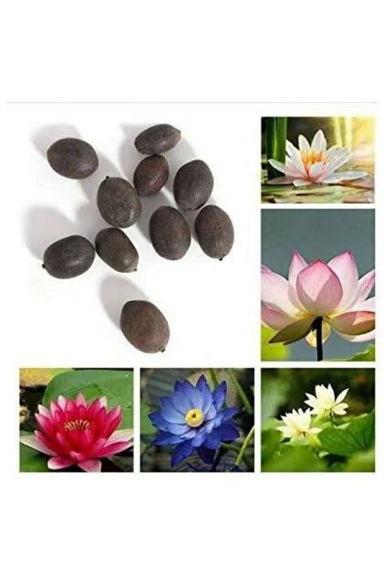 20 Adet Tohum Organik Hasat Karışık Lotus Çiçeği Tohumu Nilüfer