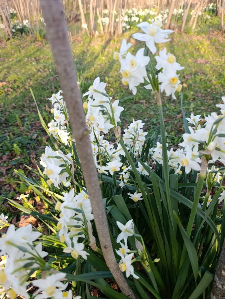 10 Adet Nergis Soğanı Beyaz-Budra Fırfırlı