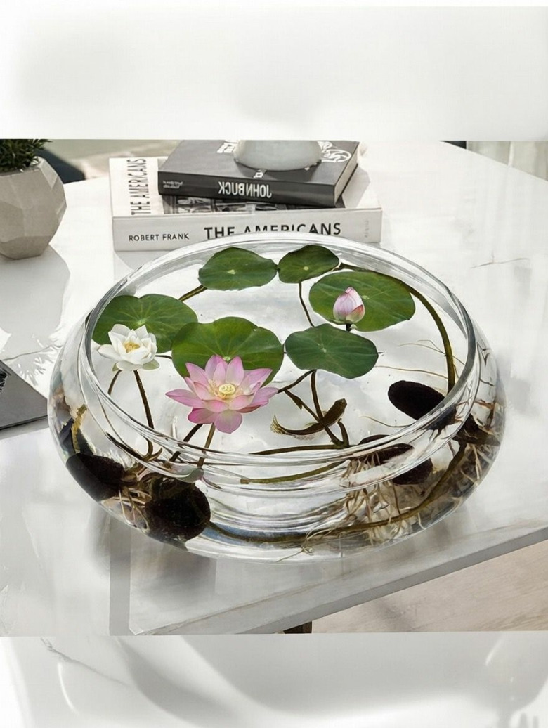 10 Adet Tohum Nadir Bulunan Kutsal Kase Lotus Çiçeği Tohumu Reng