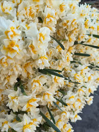 Mis Kokulu Karaburun Nergiz (Nergis) Soğanı 10 Adet