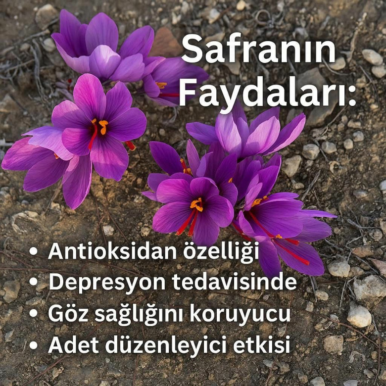 Genel Markalar 50 Adet Horasan Gerçek Safran Soğanı ...