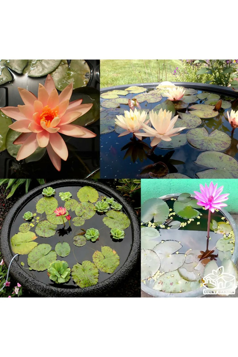 20 Farklı Lotus Çiçeği Tohum Nilüfer Çiçeği Tohumu Lotus Tohumu