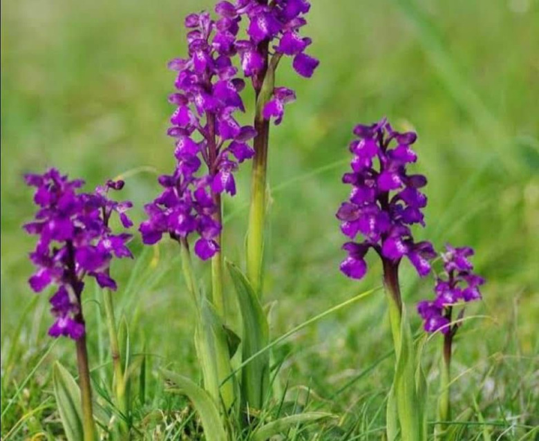 Salep Fidesi 55 Adet Orkide Sahlep Orkide Orchis