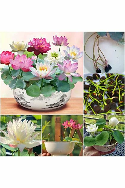 10 Adet Tohum Nadir Karışık Renkli Lotus Nilüfer Su Çiçeği Tohu