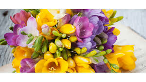 20 Adet Karışık Renk Frezya Çiçeği Soğanı Mis Kokulu Katmerli