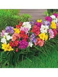 10 Adet Karışık Renk Frezya Çiçeği Soğanı Mis Kokulu Katmerli