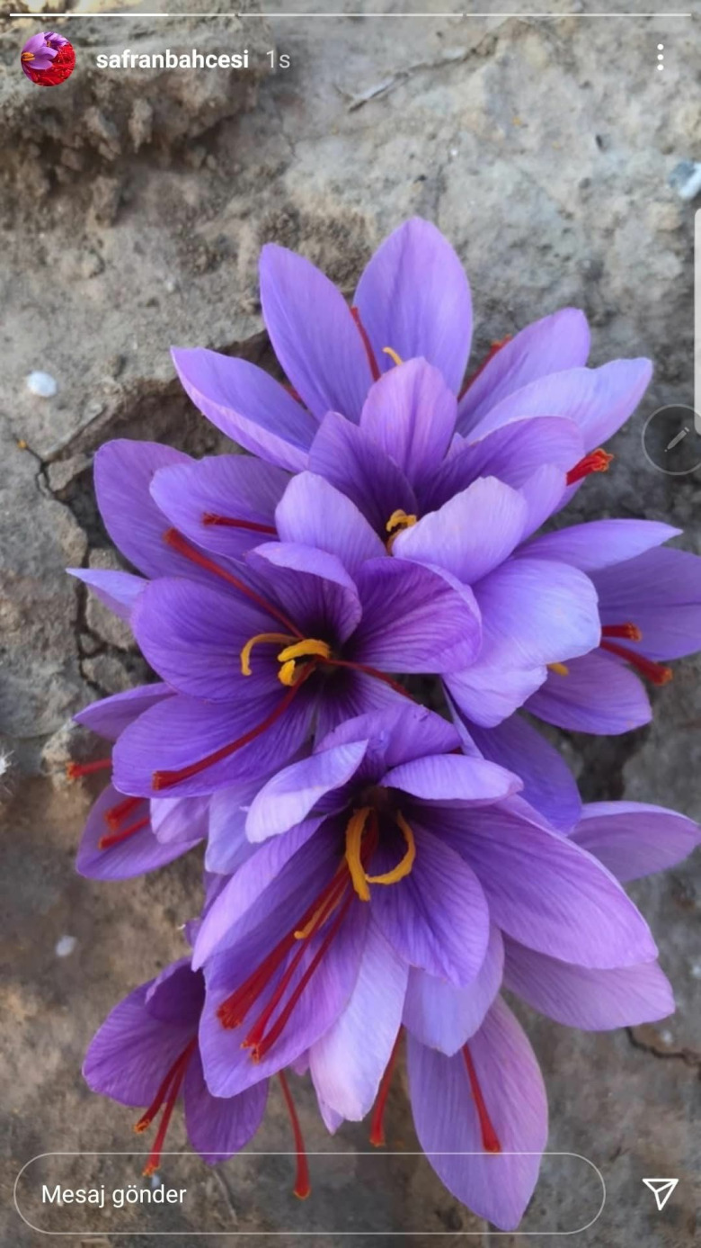 Safran Soğanı (Kilo Satış) – %100 Doğal Ve Katkısız 50 Adet