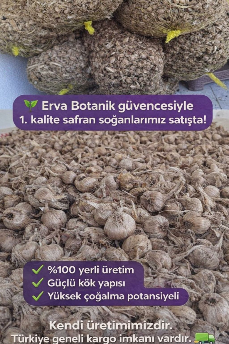 Safran Çiçeği Soğanı 10 Adet Mis Kokulu Soğan Ev Bahçe İçin İdea