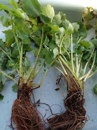 Kırlangıç Otu Fidesi Açık Kök Saksısız 1 Adet 3 Yaşında