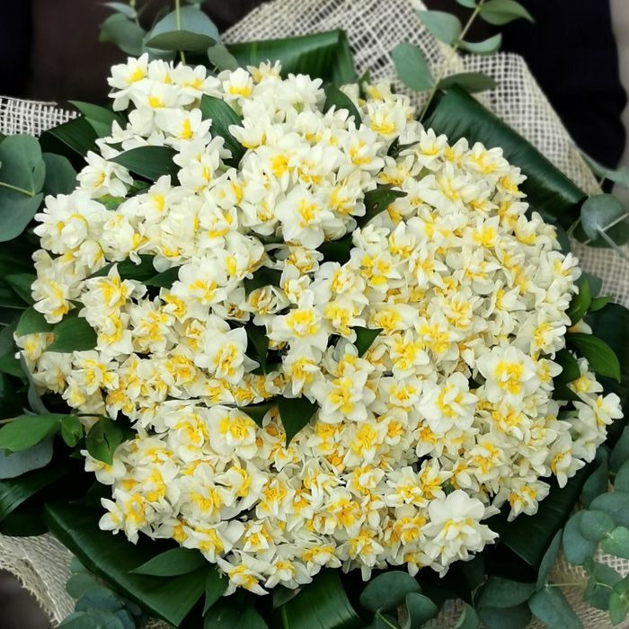 White Leon Nergis Soğanı (10 Adet)