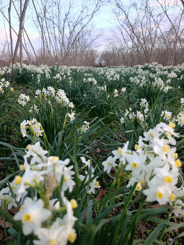 10 Adet Beyaz Renk Kokulu Nergis Soğanı