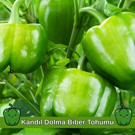 Kandil Dolma Biber Tohumu