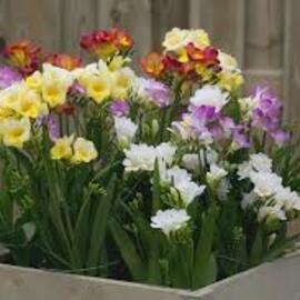 10 Adet Karışık Renk Frezya Çiçeği Soğanı Mis Kokulu Katmerli