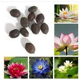 20 Adet Tohum Organik Hasat Karışık Lotus Çiçeği Tohumu Nilüfer