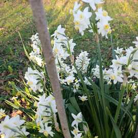 10 Adet Nergis Soğanı Beyaz-Budra Fırfırlı