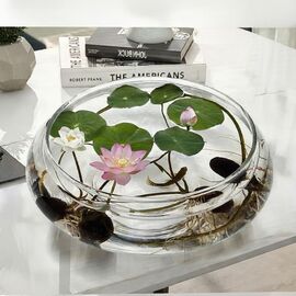 10 Adet Tohum Nadir Bulunan Kutsal Kase Lotus Çiçeği Tohumu Reng