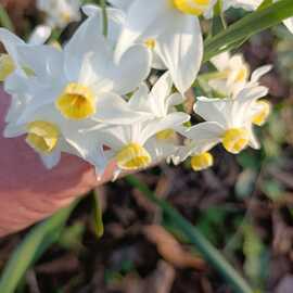 Avalanche Nergis Soğanı (Yoğun Kokulu) – Narcisus  10 Adet