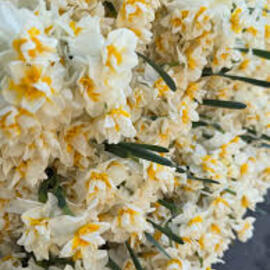 Mis Kokulu Karaburun Nergiz (Nergis) Soğanı 10 Adet