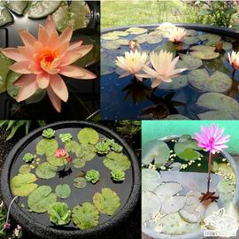 20 Farklı Lotus Çiçeği Tohum Nilüfer Çiçeği Tohumu Lotus Tohumu