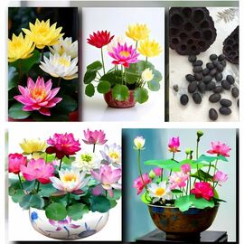 15 Adet Karışık Rengarenk Kokulu Lotus Çiçeği Su Nilüfer Çiçek