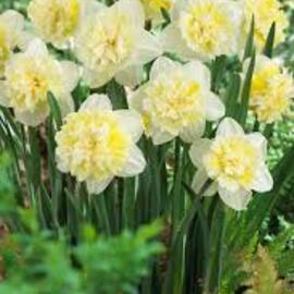 İri Kafa Katmerli Kokulu White Leon Lion Nergis Soğanı (4 Adet)