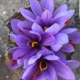 Safran Soğanı (Kilo Satış) – %100 Doğal Ve Katkısız 50 Adet