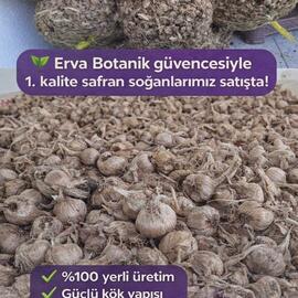 Safran Çiçeği Soğanı 10 Adet Mis Kokulu Soğan Ev Bahçe İçin İdea