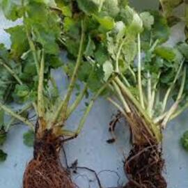 Kırlangıç Otu Fidesi Açık Kök Saksısız 1 Adet 3 Yaşında