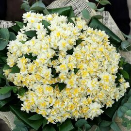 White Leon Nergis Soğanı (10 Adet)