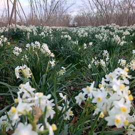 10 Adet Beyaz Renk Kokulu Nergis Soğanı