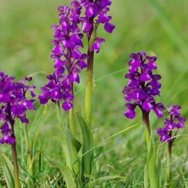 Salep Fidesi (100 Adet - Serapias)