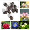 20 Adet Tohum Organik Hasat Karışık Lotus Çiçeği Tohumu Nilüfer