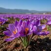 Gerçek Safran Soğanı Crocus Sativus 10 Adet - 2