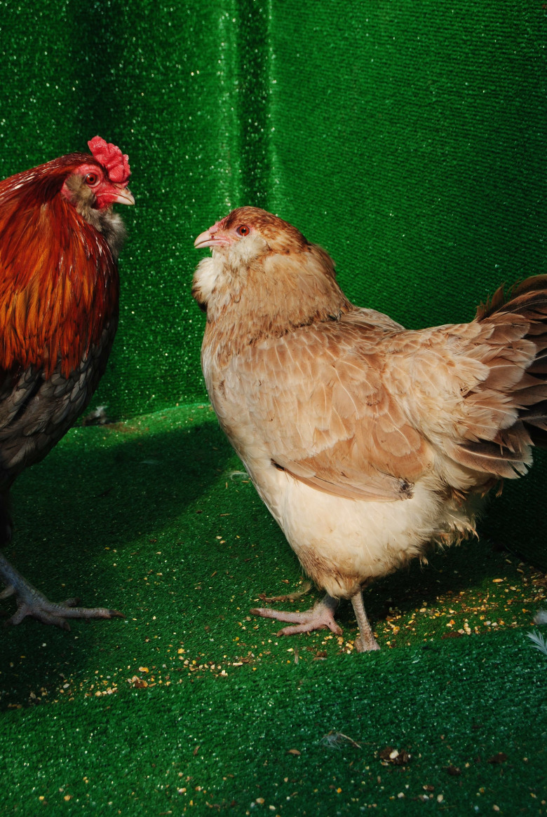 Blue Wheaten Ameraucana Kuluçkalik Yumurta
