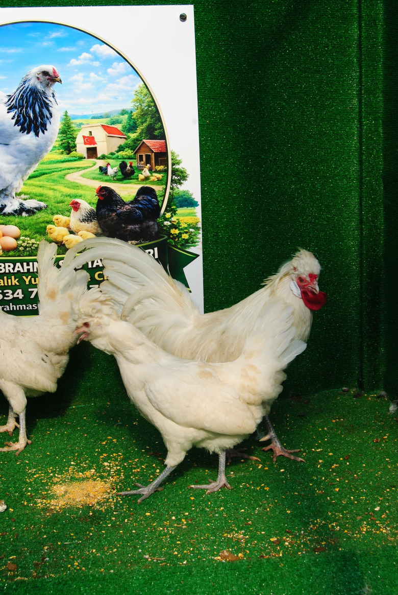 White Fizan Kuluçkalik Yumurta