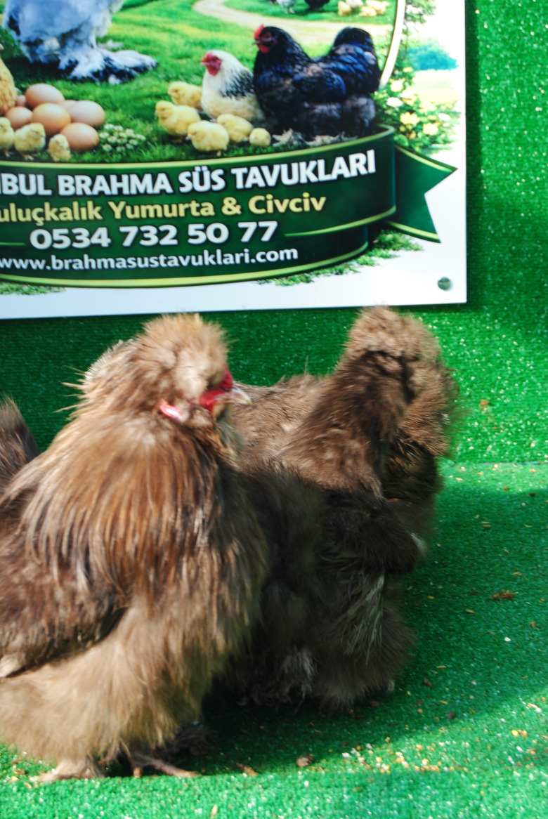 Çikolata Habeş Kuluçkalik Yumurta