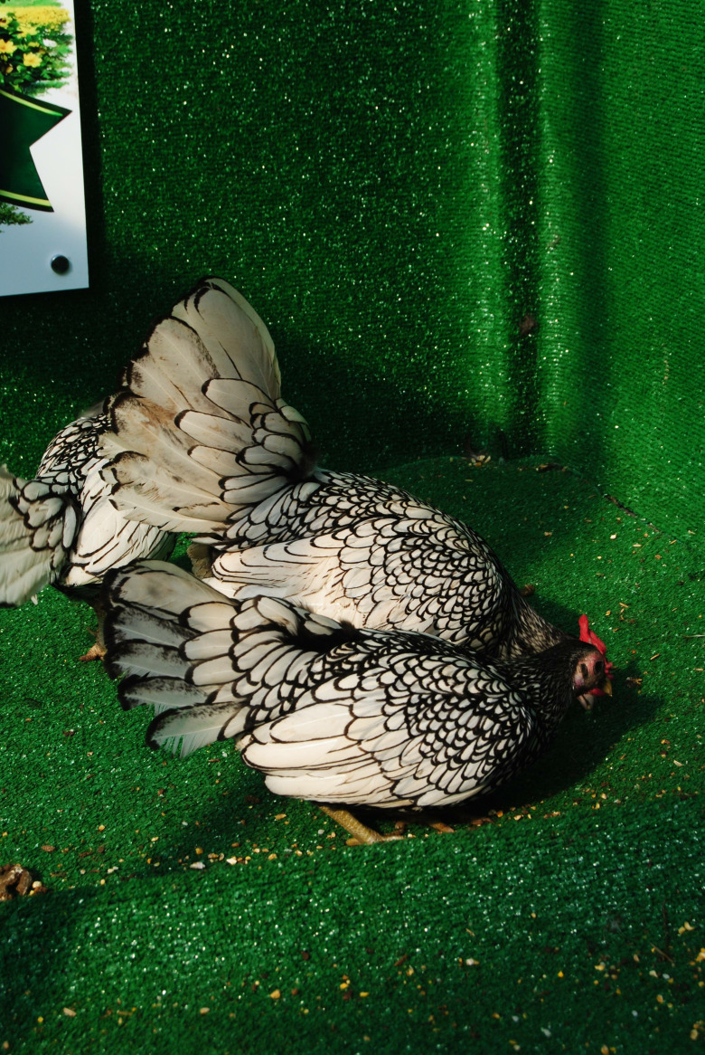 Gümüş Zibrit Kuluçkalik Yumurta