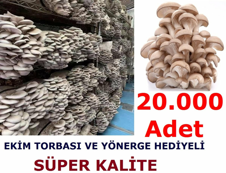 20.000 Adet Kavak Mantarı Tohumu