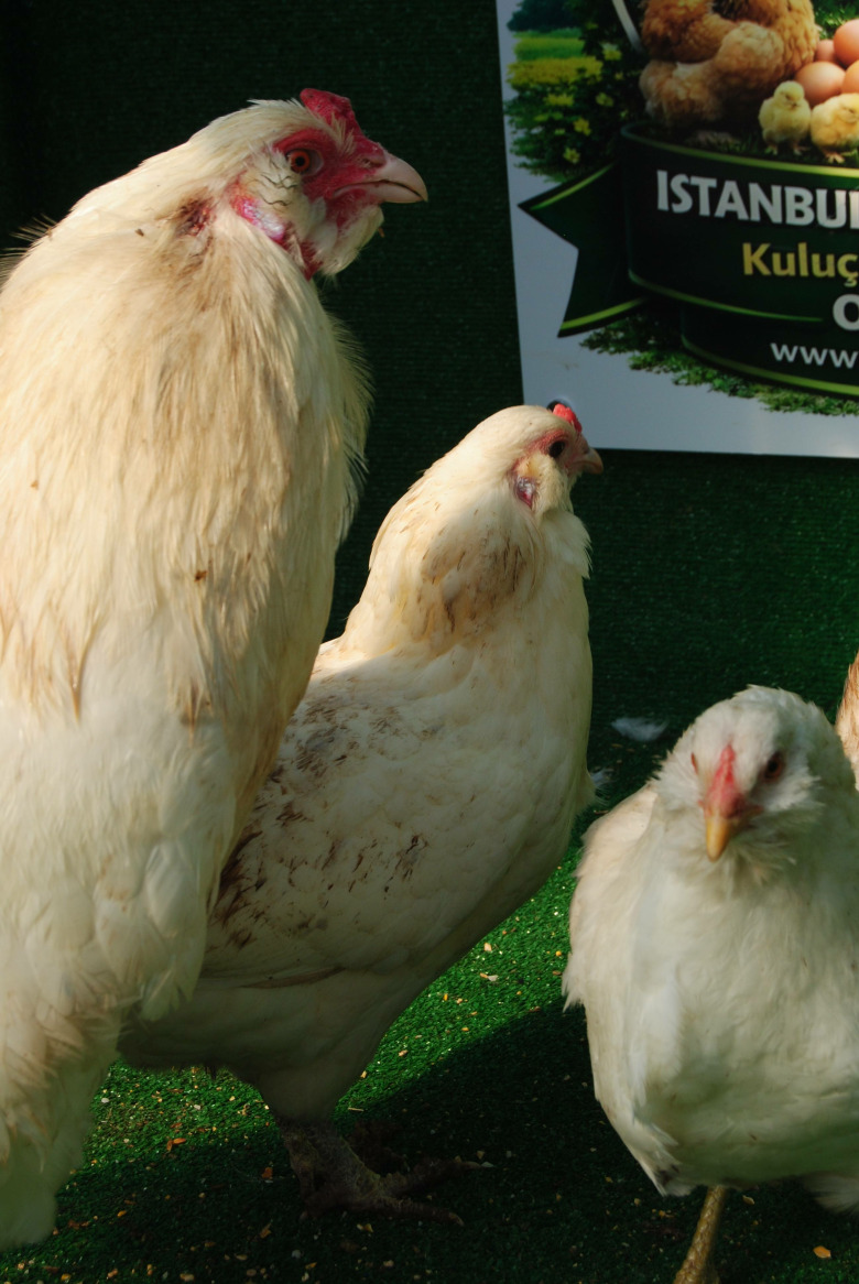 White Ameraucana Kuluçkalik Yumurta
