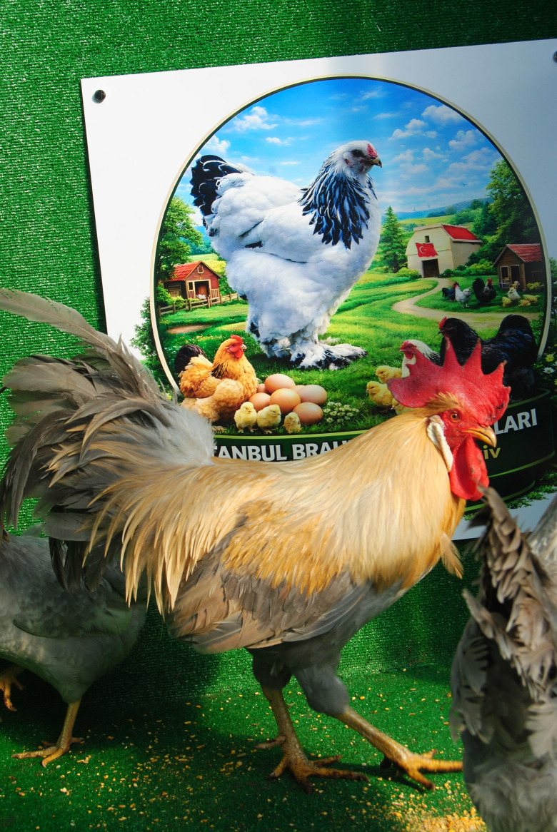 İzabel Ligorin Kuluçkalik Yumurta