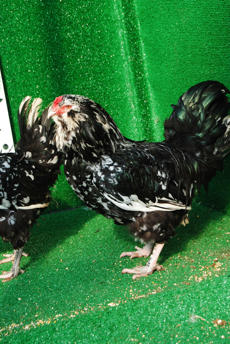 Black Modled Ameraucana Kuluçkalik Yumurta