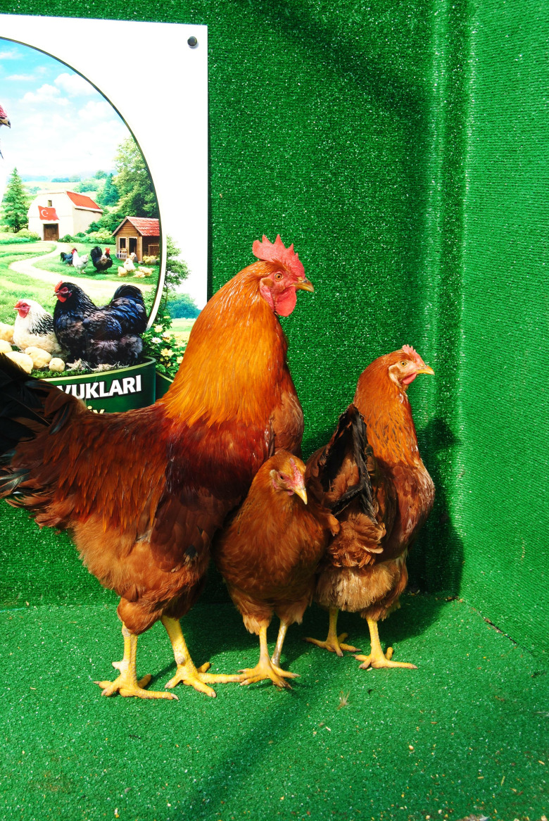 New Hampshire Kuluçkalik Yumurta