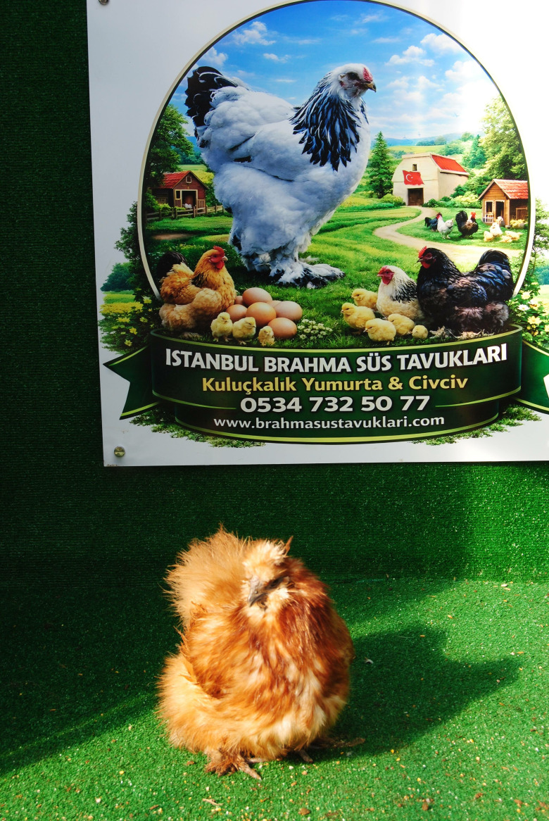 Buff Habeş Kuluçkalik Yumurta