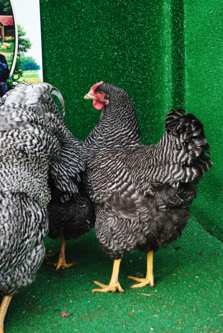 Barred Rock Kuluçkalik Yumurta