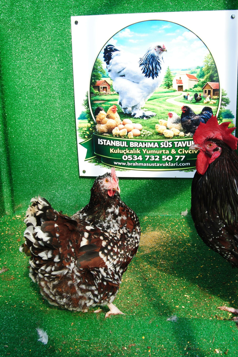 Speckled Sussex Kuluçkalik Yumurta