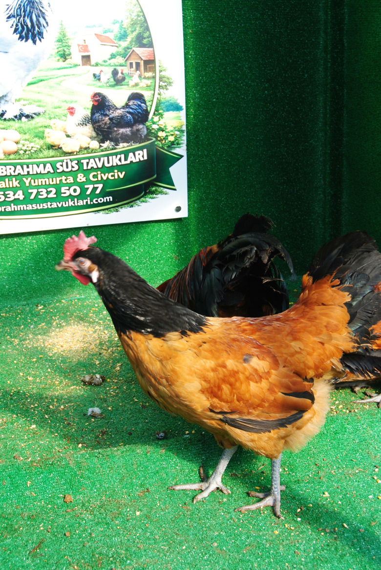 Vorwerk Kuluçkalik Yumurta