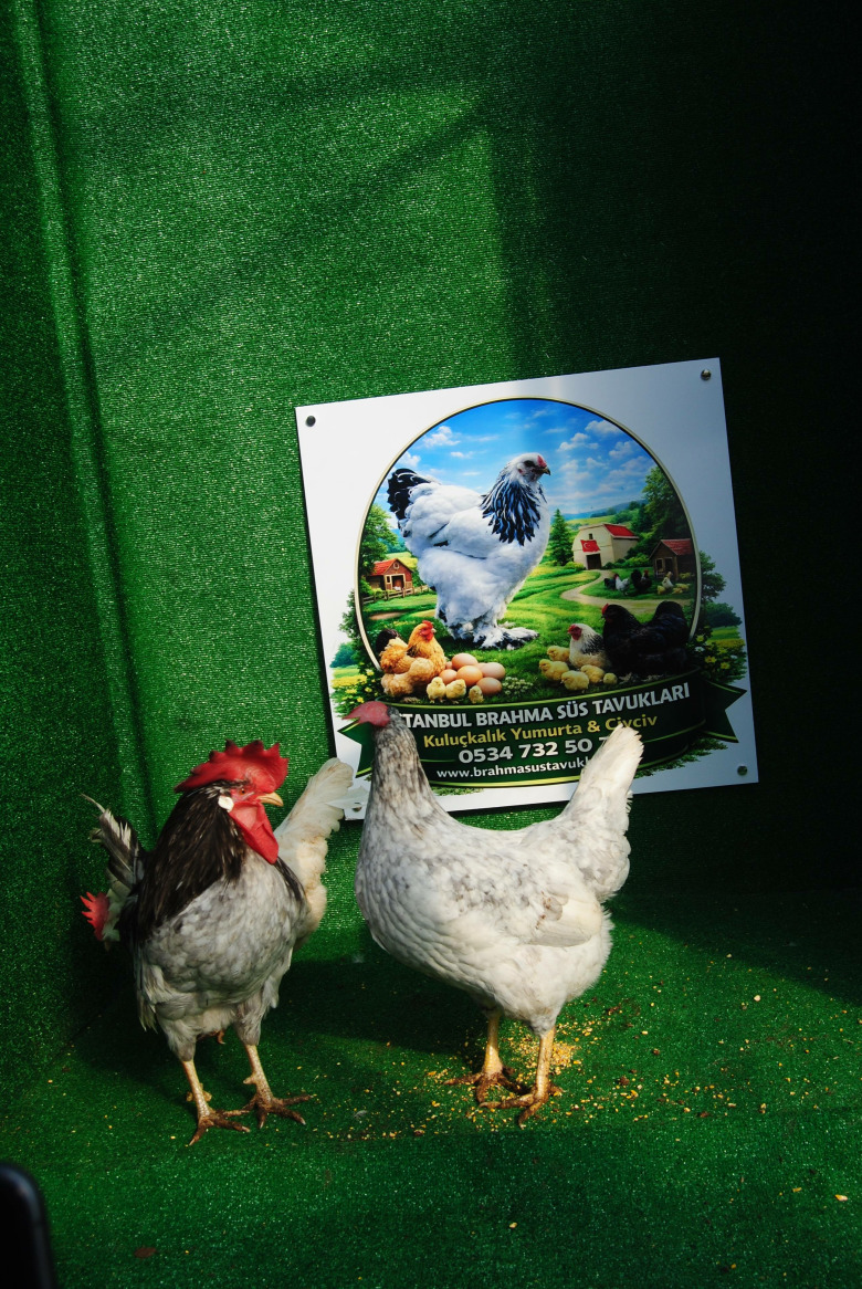 Blue Modled Ligorin Kuluçkalik Yumurta