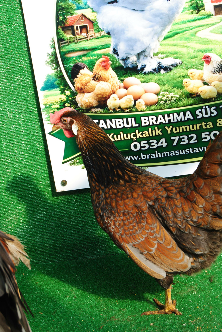 Red Blue Ligorin Kuluçkalik Yumurta