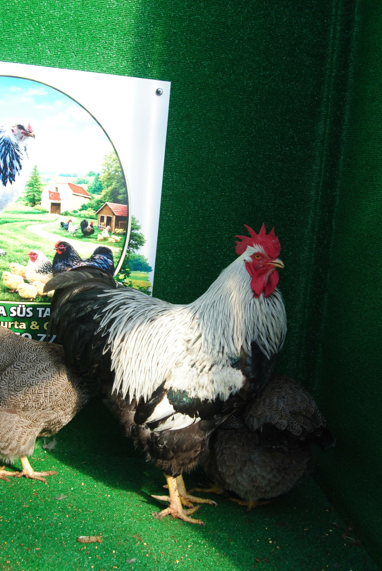 Silver Pencilled Rock Kuluçkalik Yumurta